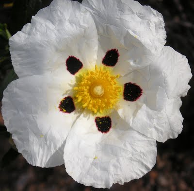 esteva - rock rose - cistus
