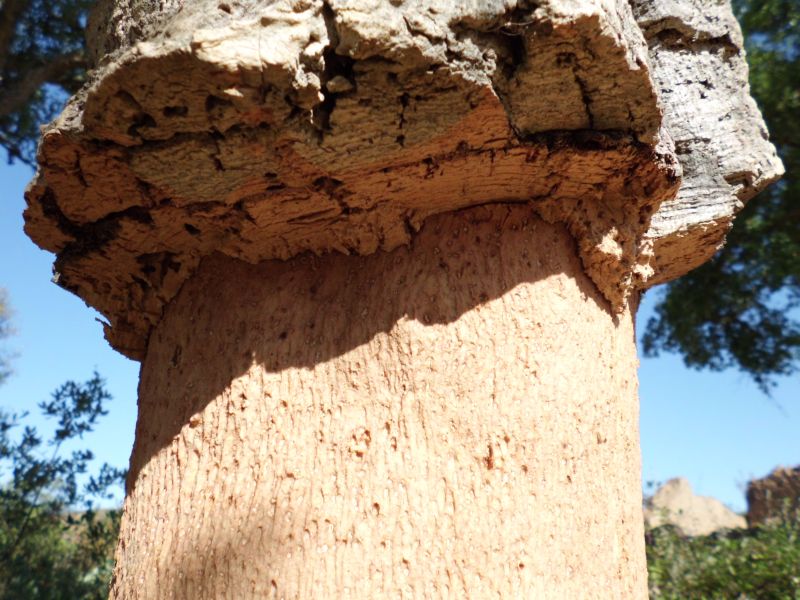 Peeled cork oak tree