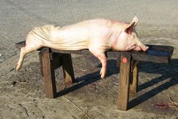 traditional pig slaughter, matança
