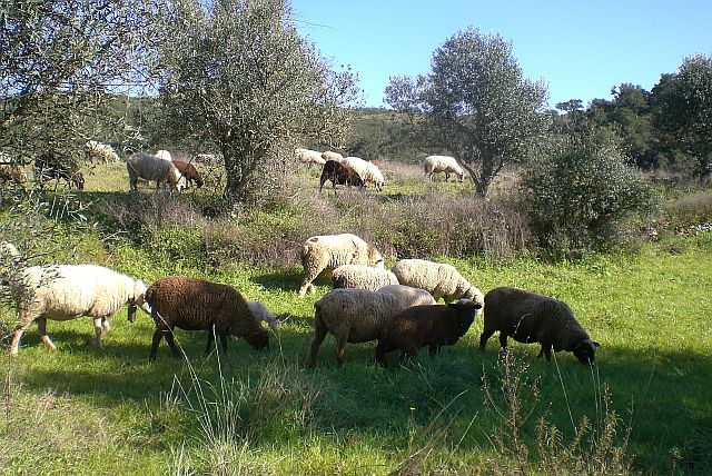 sheep in the countryside 