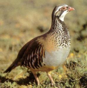 partridge